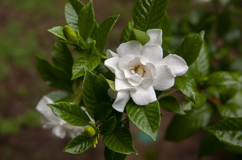 Gardenia