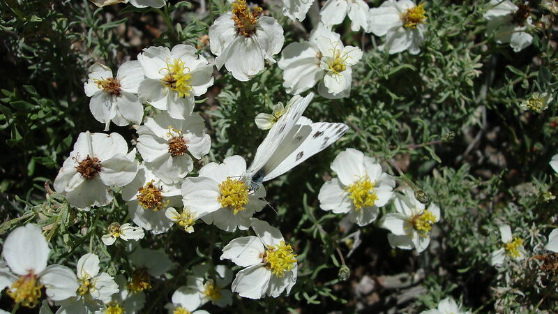 desert zinnia
