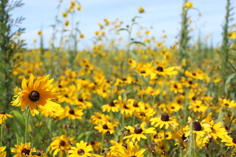 Black Eyed Susan (Rudbeckia hirta)