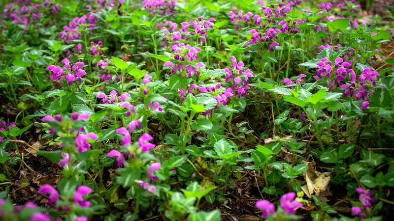 Spotted Deadnettle (Lamium maculatum)