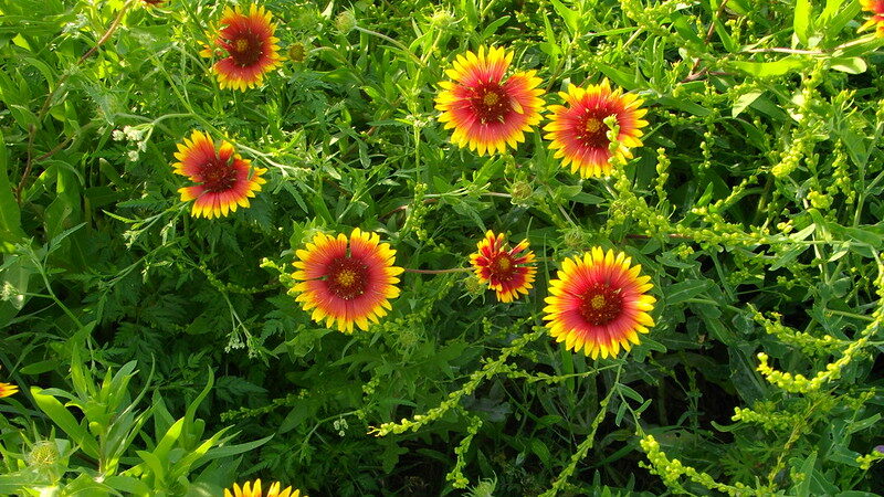 Blanket Flowers (Gaillardia aristata)