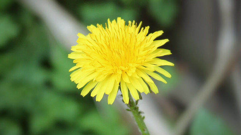 Dandelions (Taraxacum officinale)