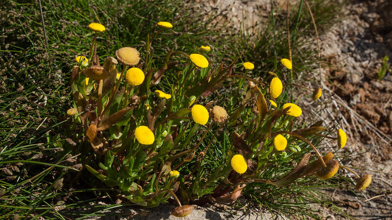 Brass Buttons (Leptinella squalida)