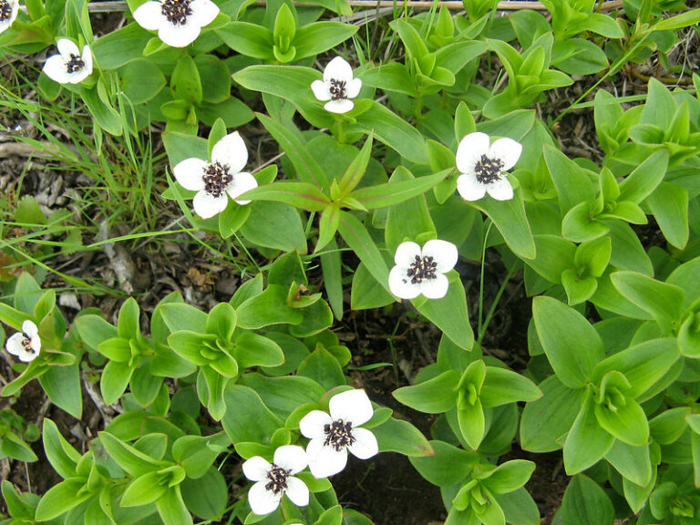 Bunchberry (Cornus canadensis) 