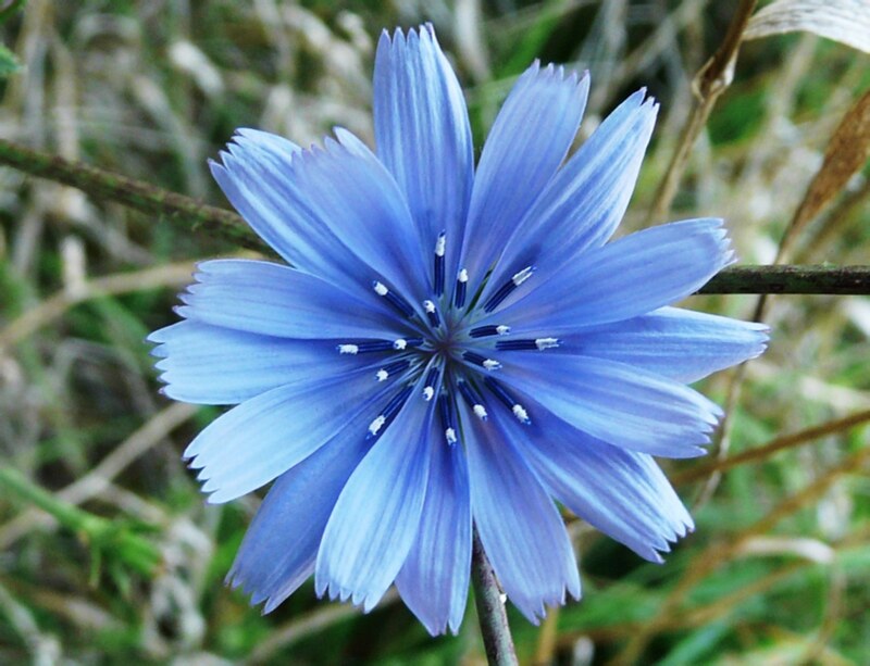 Chicory (Cichorium intybus)