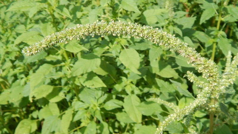 Pigweed (Amaranthus spp.)
