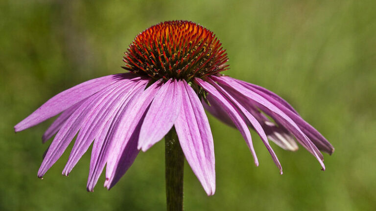 Coneflower (Echinacea purpurea)