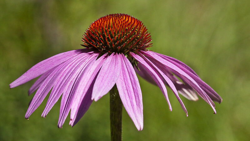 Coneflower (Echinacea purpurea)