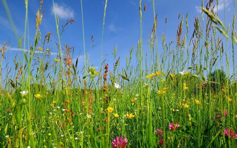 wildflowers growing