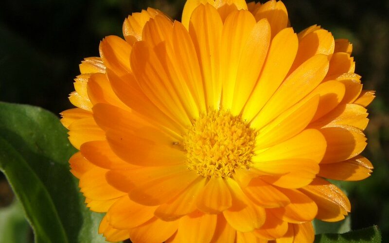 Pot Marigold (Calendula officinalis)