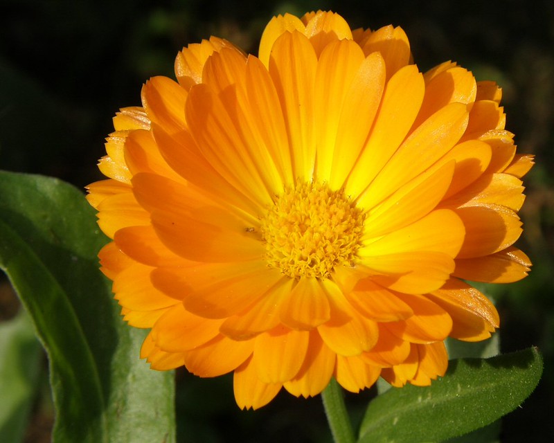 Pot Marigold (Calendula officinalis)