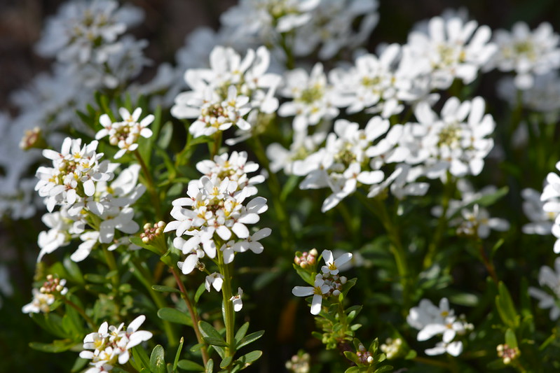 Candytuft (Iberis umbellate)