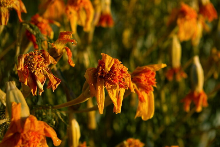 wilting wildflowers