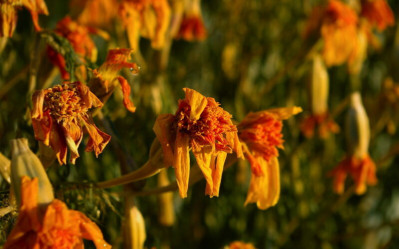 wilting wildflowers