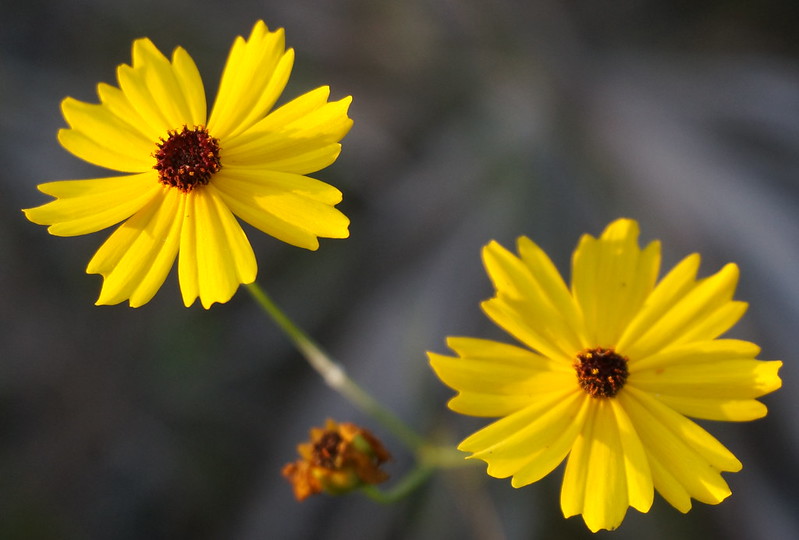 Tickseed (Coreopsis lanceolate)