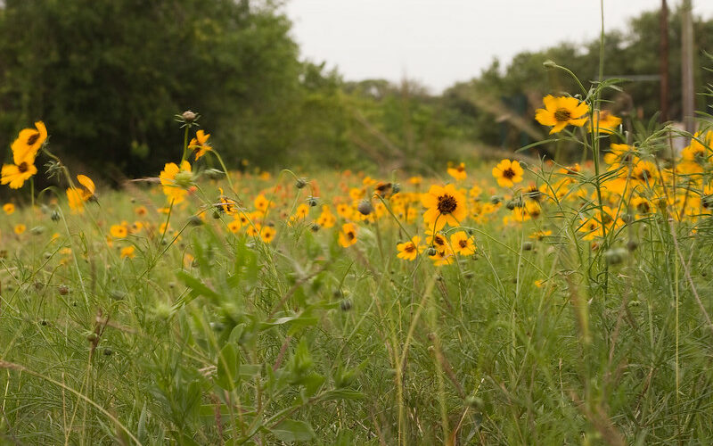 yellow wildflowers