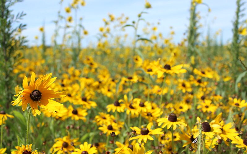 Black Eyed Susan (Rudbeckia hirta)