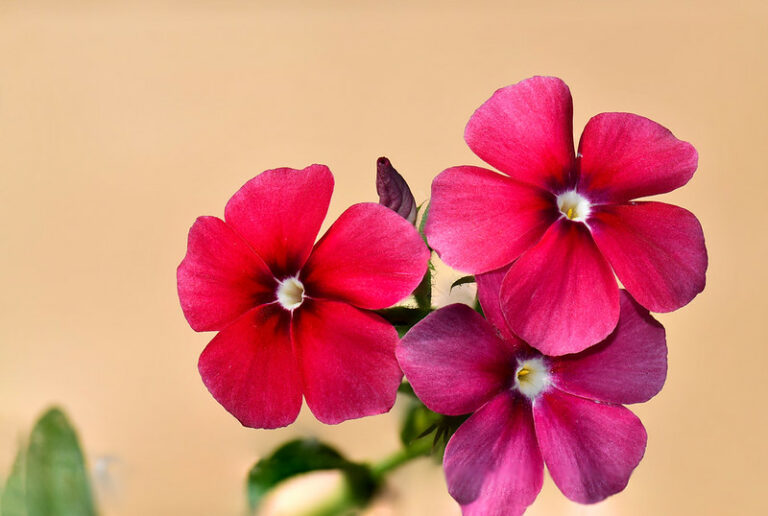 Annual Phlox (Phlox drummondii)