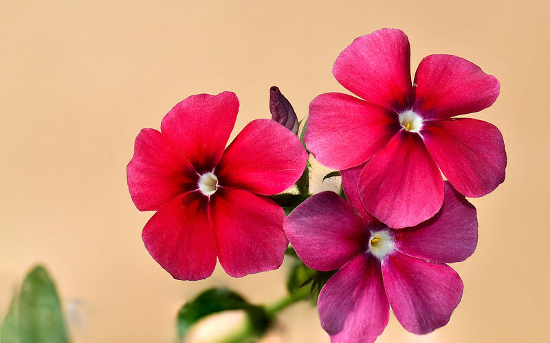 Annual Phlox (Phlox drummondii)