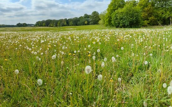 seeding wildflowers