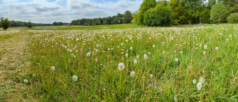 seeding wildflowers