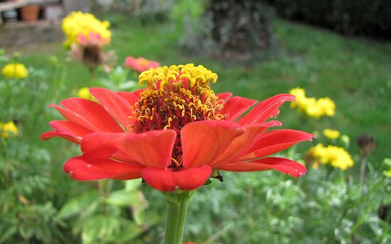 Common Zinnia (Zinnia elegans)
