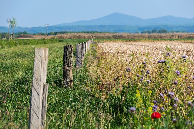 flowers and grass