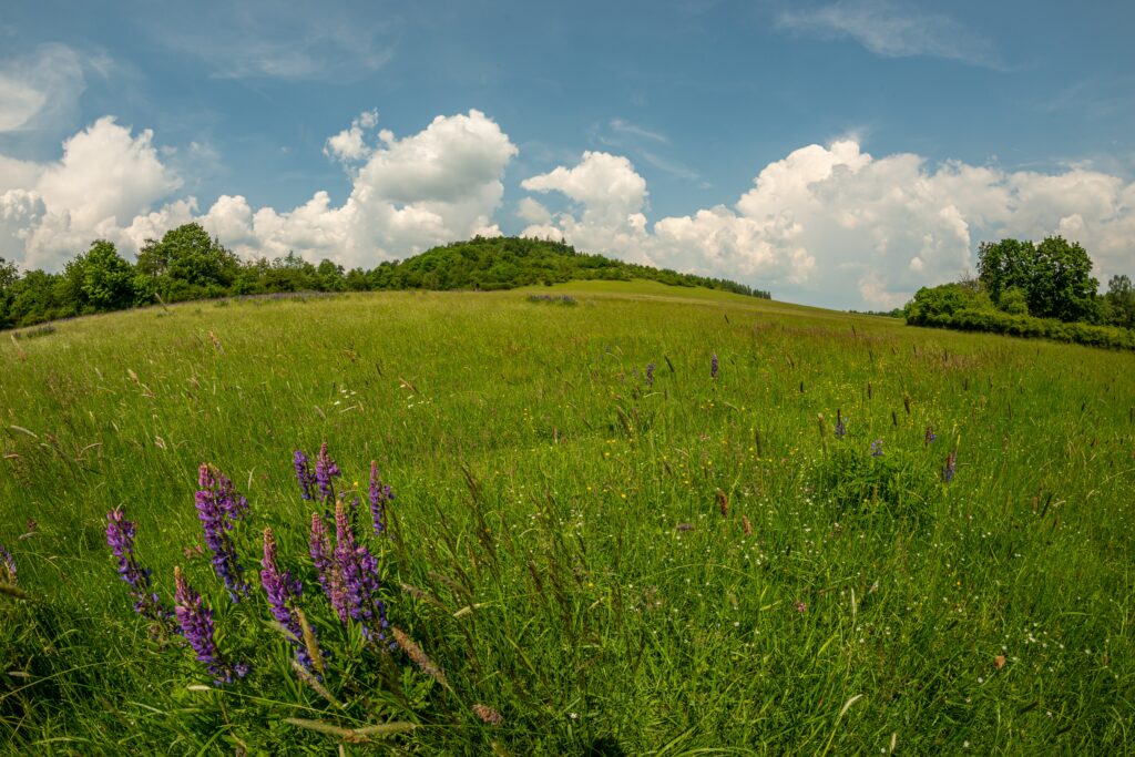 green spring meadow