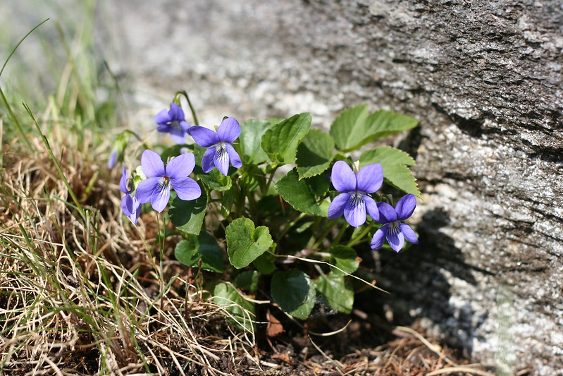 Common Dog-violet - Viola riviniana