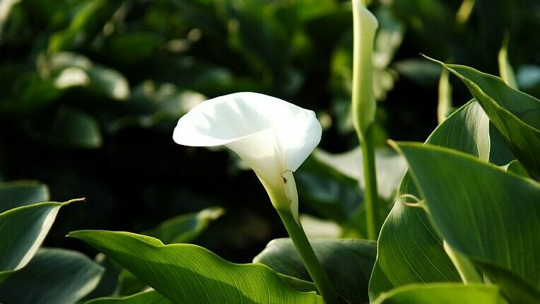 Calla Lily (Zantedeschia aethiopica)