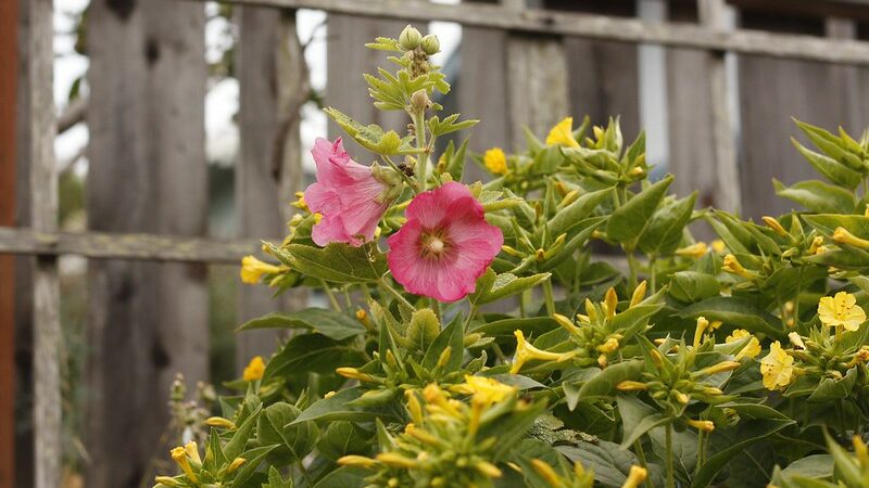 Hollyhock