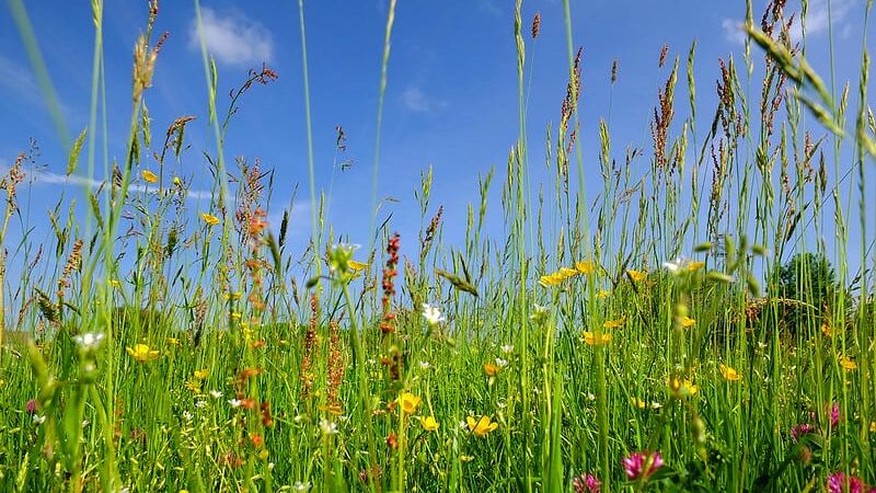 wildflowers growing