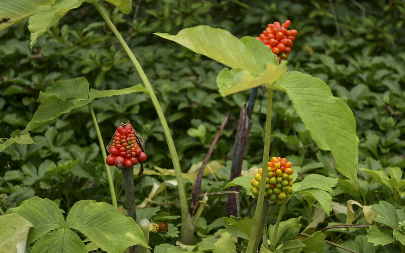 Jack in the Pulpit (Arapaima triphyllum)