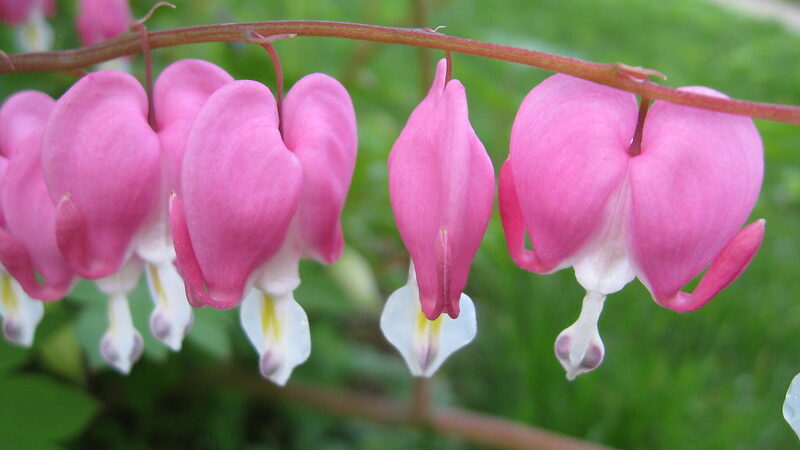 Bleeding Heart (Lamprocapnos spectabilis)