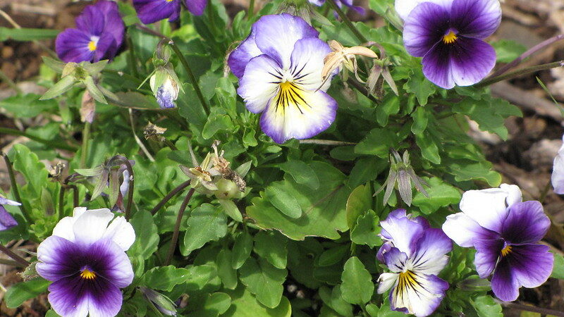 Pansy (Viola x wittrockiana)