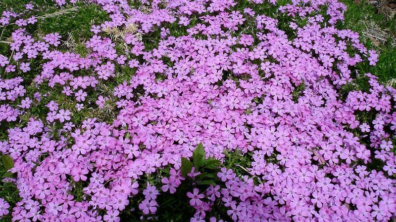 creeping phlox