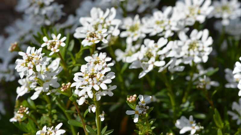 Candytuft (Iberis umbellate)