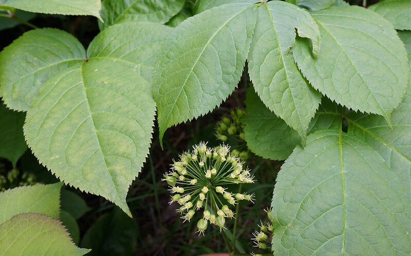 Wild Sarsaparilla (Aralia nudicaulis)
