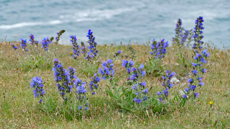 Viper’s Bugloss (Ischium vulgare)