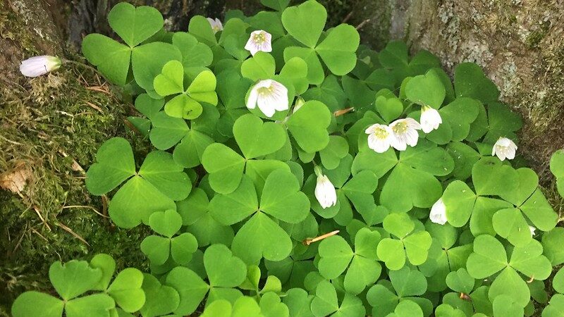 Wood Sorrel (Oxalis depressa)
