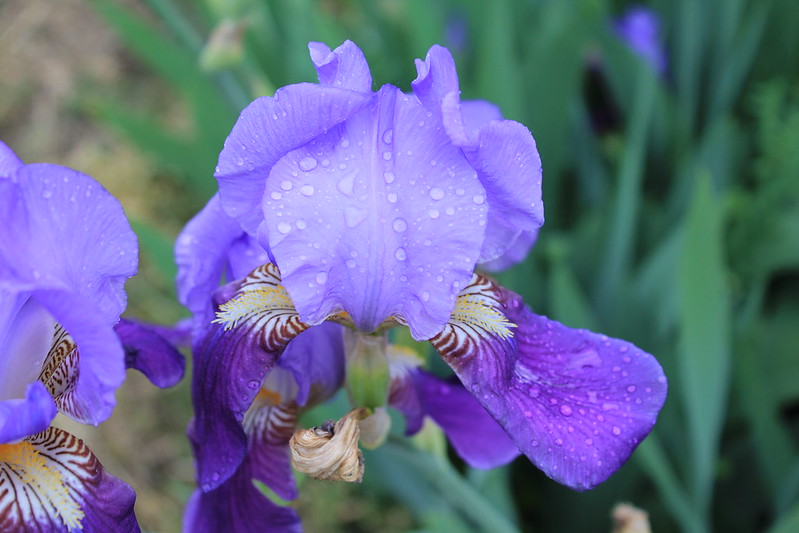 Iris (Iris germanica)