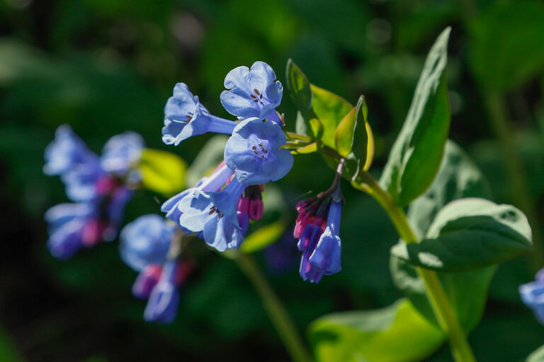 Virginia Bluebells (Mertensia virginica)
