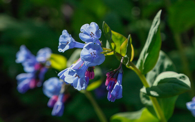 Virginia Bluebells (Mertensia virginica)