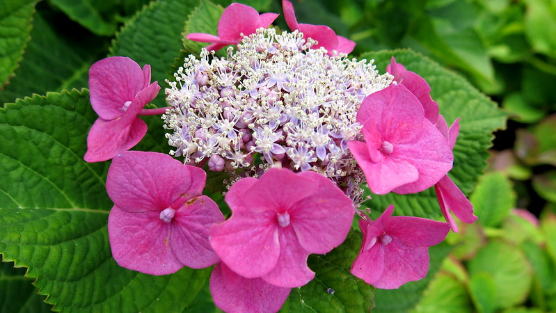 Hydrangeas (Hydrangea spp.)