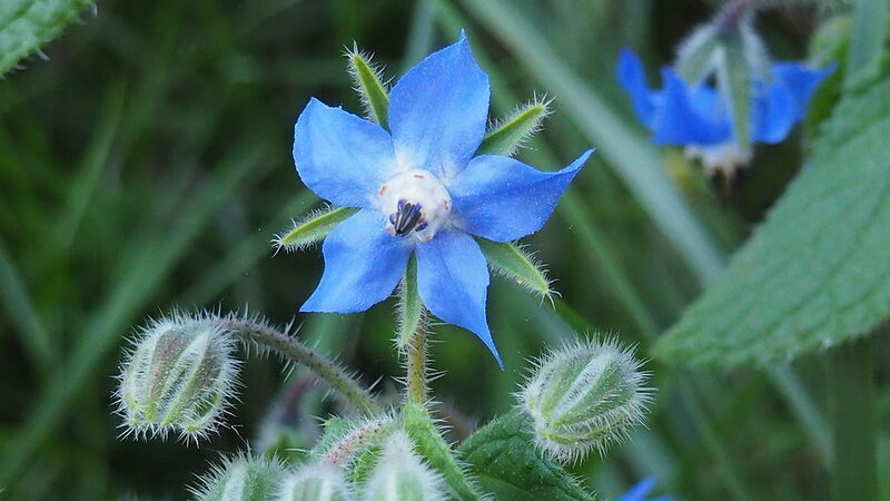 Borage (Boragon officinalis)