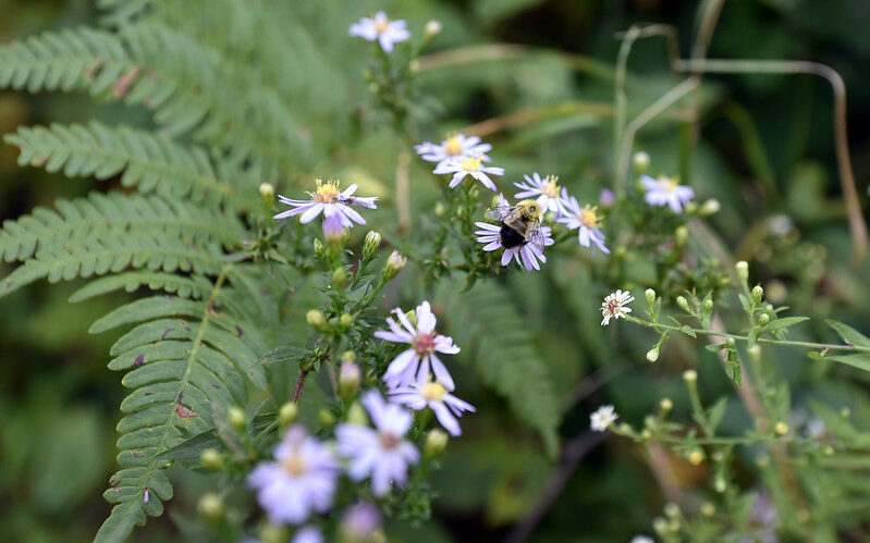 Blue Wood Aster (Symphyotrichum cordifolium)