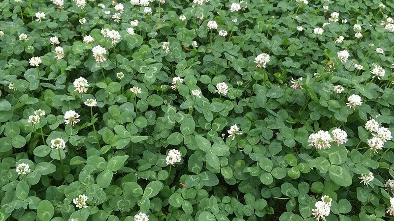 Clover (Trifolium spp.)