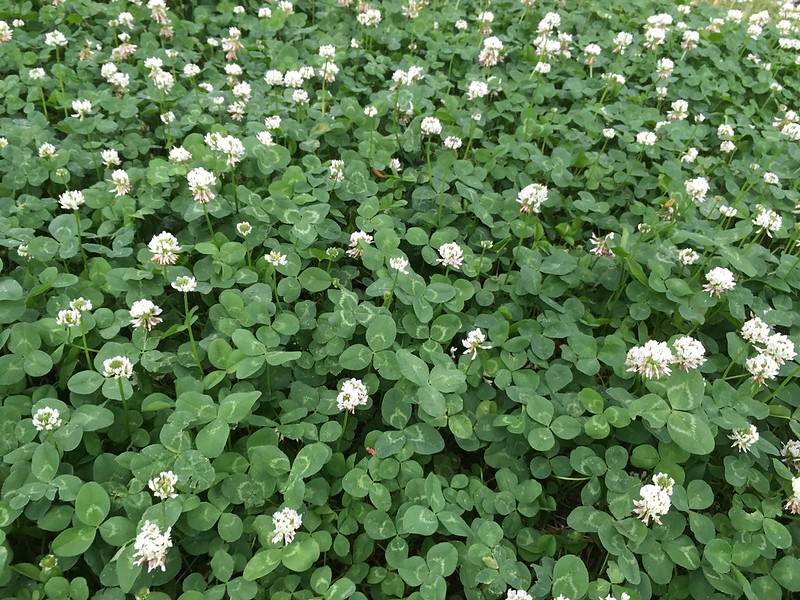 Clover (Trifolium spp.)