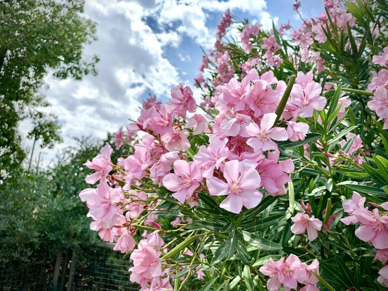Oleander (Nerium oleander)