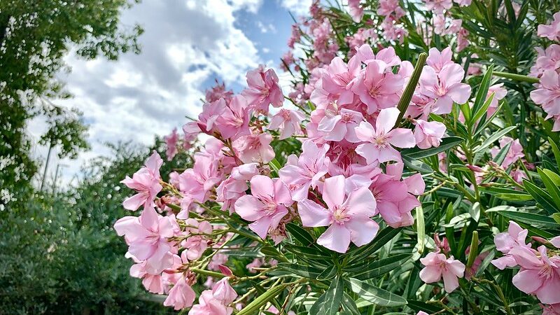 Oleander (Nerium oleander)